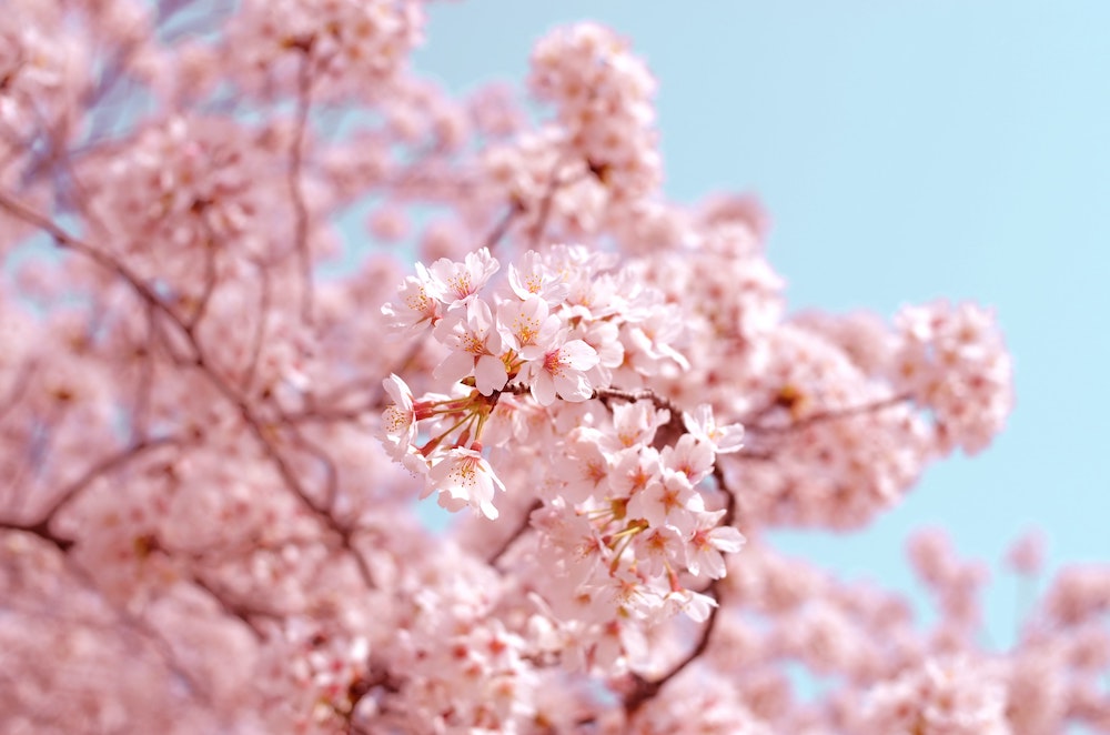 Sakura – wunderschön und sogar lecker