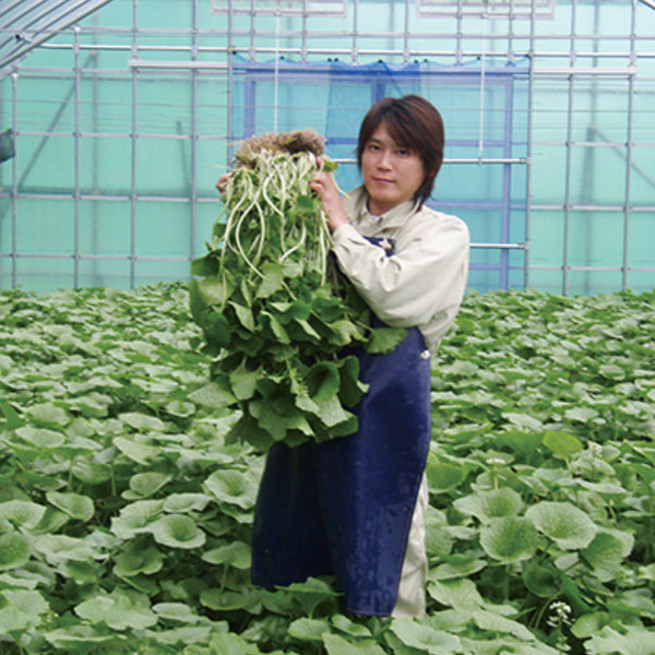 100% Pure Wasabi Powder