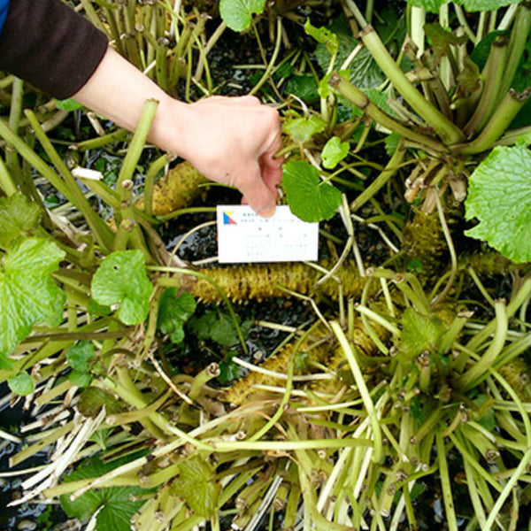 100% Pure Wasabi Powder