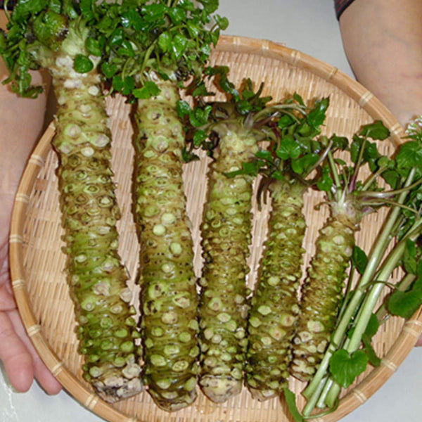 100% Pure Wasabi Powder